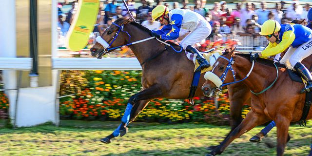 Horse racing in mauritius (6)